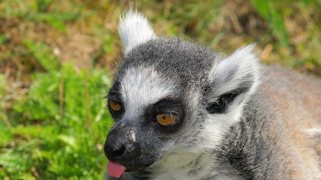 What Is Madagascar’s Wildlife