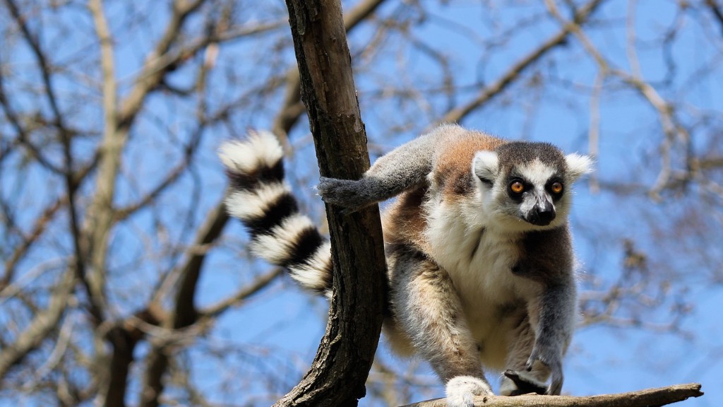 Are Ring Tailed Lemurs Only Found In Madagascar