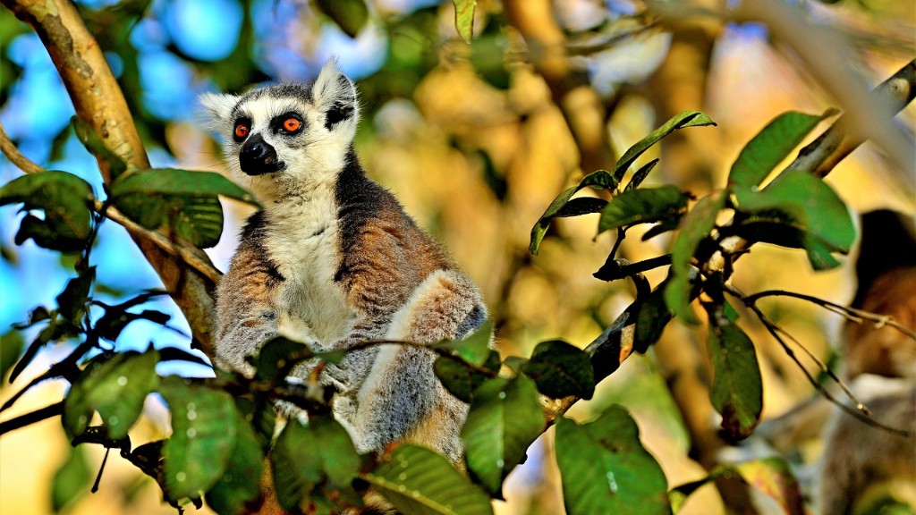 What Do Gia.T Madagascar