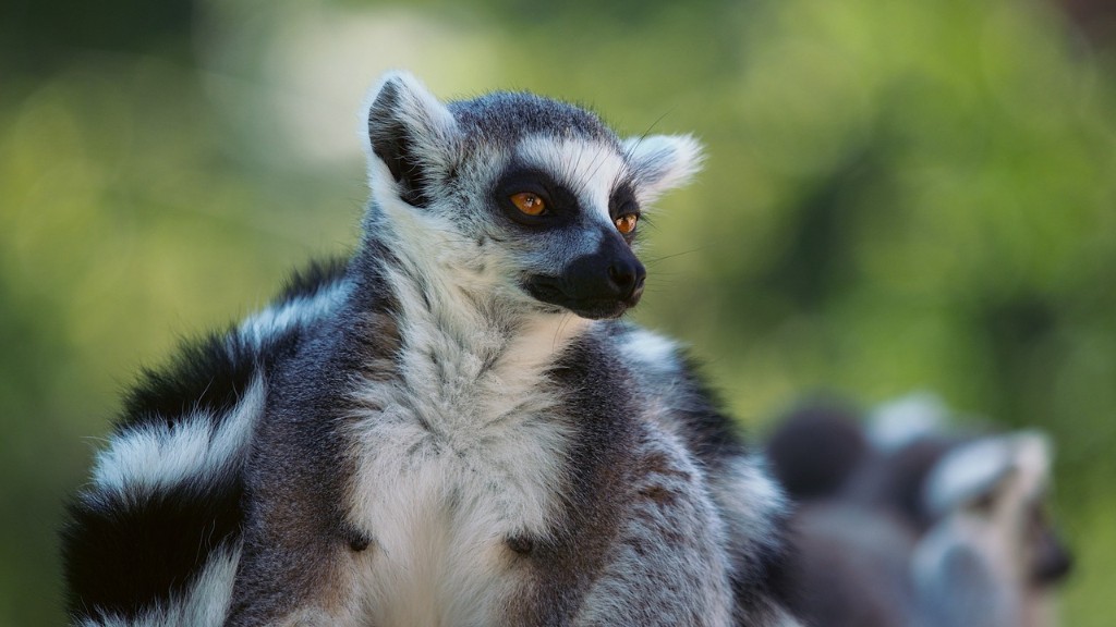 What Are The Most Dangerous Animals In Madagascar