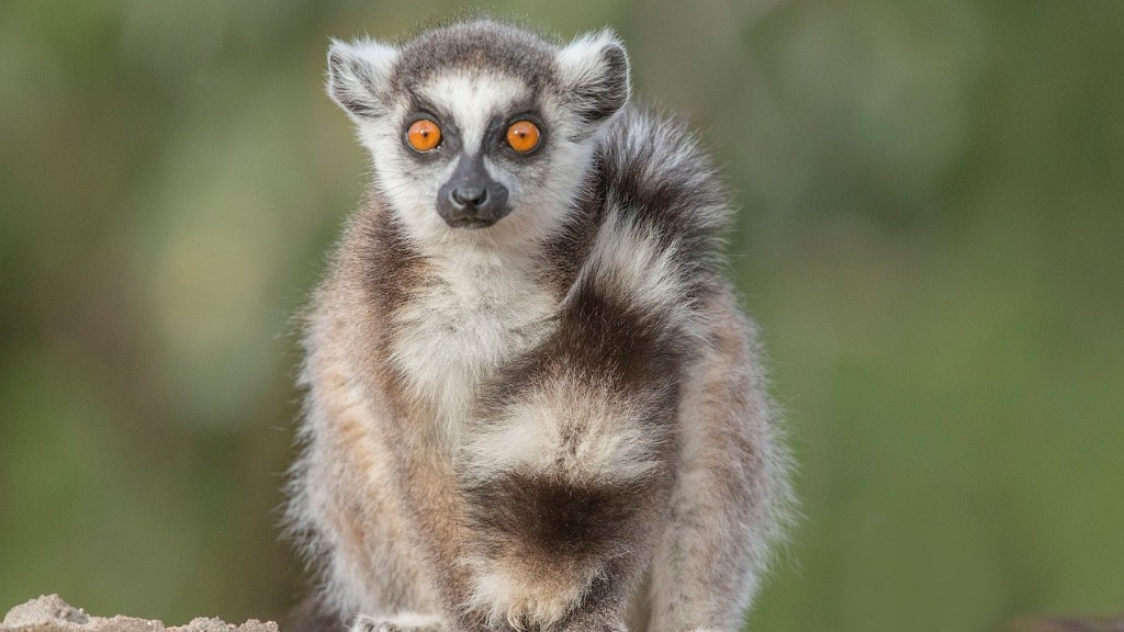 How Could Ecotourism Help Madagascar