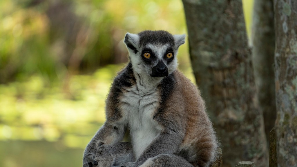 What Is A Fun Fact About Madagascar