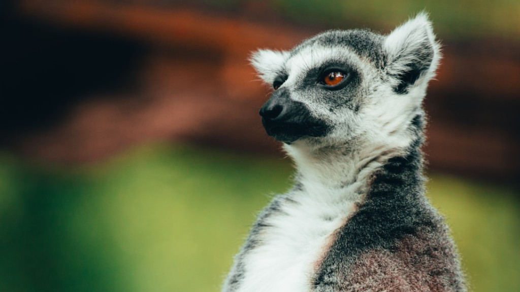 How Much Would A Trip Cost To Madagascar